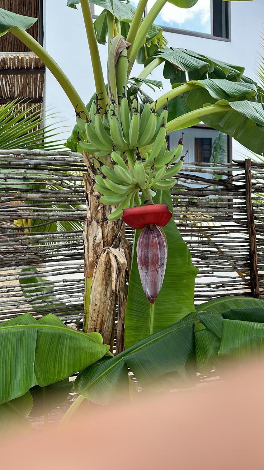 Maracuja Villa Zanzibar ブウェワウ エクステリア 写真